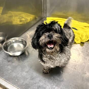 Rescue Shih Tzu and Lhasa Apso Dogs for Adoption in Northbrook, Illinois - Oreo | PetCurious