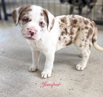 Juniper -  Australian Shepherd and Mixed Breed Dog for Adoption in St. Augustine, Florida - Juniper | PetCurious