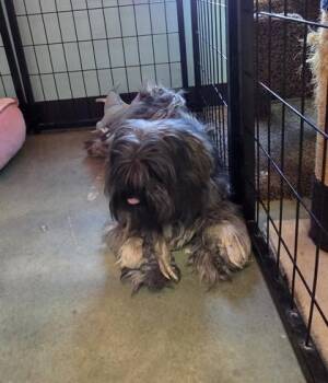Toph -  Shih Tzu and Mixed Breed Dog for Adoption in Edgewood, New Mexico - Toph | PetCurious