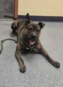 Pit Bull Terrier and Mixed Breed Dogs Available for Adoption in Westland, Michigan - Andy | PetCurious