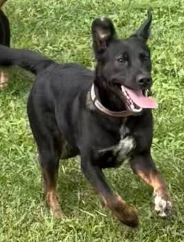Meeka-Available 10/10 www.lhar.dog to apply -  Shepherd Dog for Adoption in Frederick, Maryland - Meeka-Available 10/10 Www.lhar.dog To Apply | PetCurious