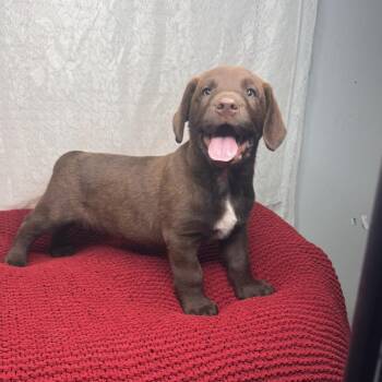 Bourbon -  Labrador Retriever and Chocolate Labrador Retriever Dog for Adoption in Atlanta, Texas - Bourbon | PetCurious
