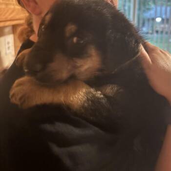 Pop -  Mixed Breed Dog for Adoption in Buffalo, Minnesota - Pop | PetCurious