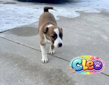 Jack Russell Terrier and English Shepherd Dogs Available for Adoption - Cleo | PetCurious