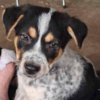 Fuji -  Australian Cattle Dog Blue Heeler and Shepherd Dog for Adoption in Edinburg, Texas - Fuji | PetCurious