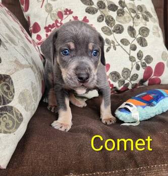 Hound and Labrador Retriever Dogs Available for Adoption - Comet Space | PetCurious
