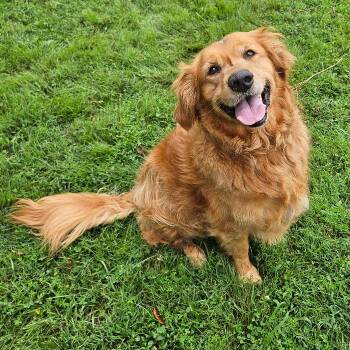 TUCKER -  Golden Retriever Dog for Adoption in Louisville, Kentucky - TUCKER | PetCurious
