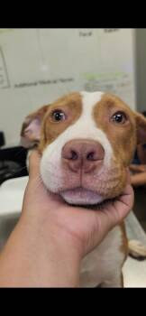 Terrier and Hound Dogs Available for Adoption in Palm Coast, Florida - Chewy | PetCurious