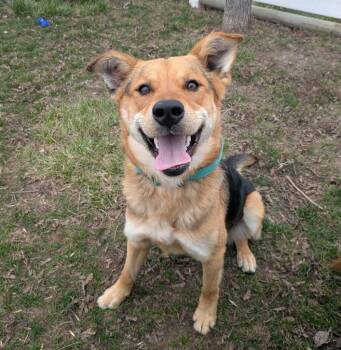 Airedale Terrier and German Shepherd Dog Dogs Available for Adoption - River | PetCurious