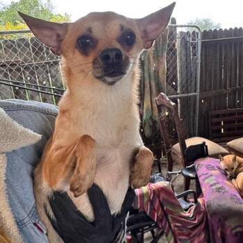 Chihuahua and Mixed Breed Dogs Available for Adoption - Daisy | PetCurious