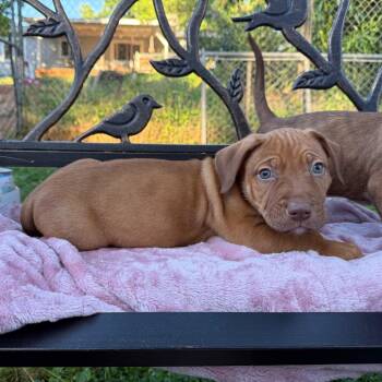 Fred -  Labrador Retriever and Terrier Dog for Adoption in St. Augustine, Florida - Fred | PetCurious