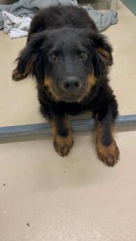 German Shepherd Dog Dogs Available for Adoption in Brewster, New York - Brio | PetCurious