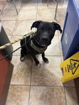 Rescue Mixed Breed Dogs for Adoption in Cincinnati, Ohio - Billy Rocks | PetCurious