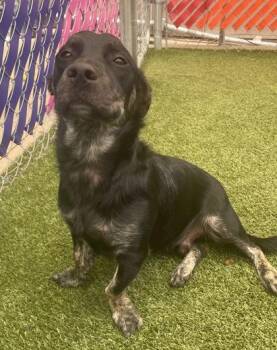 Odie -  Mixed Breed Dog Available for Adoption in Fort Worth, Texas - Odie | PetCurious
