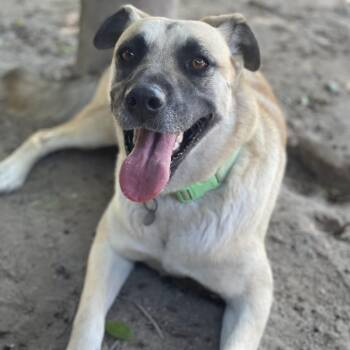 Azalea -  Shepherd and Mixed Breed Dog for Adoption in Riverside, California - Azalea | PetCurious