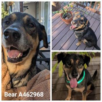 BEAR -  Rottweiler Dog for Adoption in San Antonio, Texas - BEAR | PetCurious