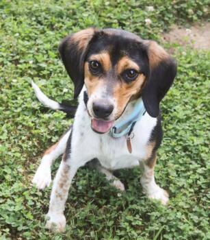 Albie -  Beagle Dog for Adoption in Franklin, Tennessee - Albie | PetCurious