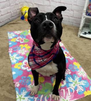 Jade Jasmine -  Mixed Breed Dog for Adoption in Detroit, Michigan - Jade Jasmine | PetCurious