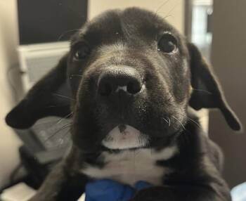 Darya -  Pit Bull Terrier Dog for Adoption in Vancouver, Washington - Darya | PetCurious