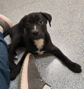 Rihanna -  Labrador Retriever and Mixed Breed Dog for Adoption in Westland, Michigan - Rihanna | PetCurious