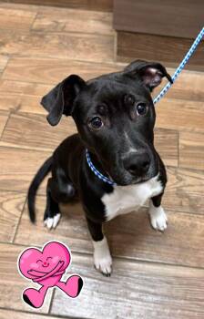 Terrier Dogs Available for Adoption - Mo | PetCurious