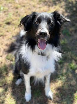 Border Collie and Cattle Dog Dogs Available for Adoption - Sadee (Courtesy Post) | PetCurious