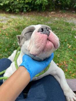 Papa Smurf -  English Bulldog and Mixed Breed Dog for Adoption in North Miami Beach, Florida - Papa Smurf | PetCurious