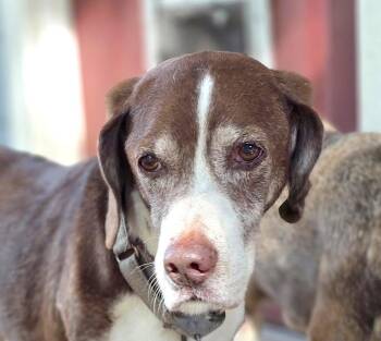 Chief -  Hound Dog for Adoption in Tomball, Texas - Chief | PetCurious