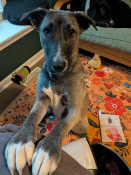 Sissy CL -  Husky Dog for Adoption - Sissy CL | PetCurious
