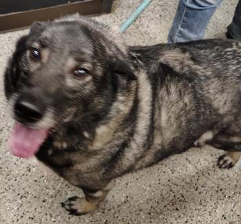Loki -  Norwegian Elkhound Dog for Adoption in Saint Clairsville, Ohio - Loki | PetCurious