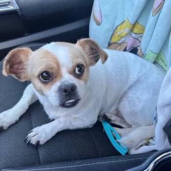 Chihuahua Dogs Available for Adoption in Grand Bay, Alabama - Macie | PetCurious