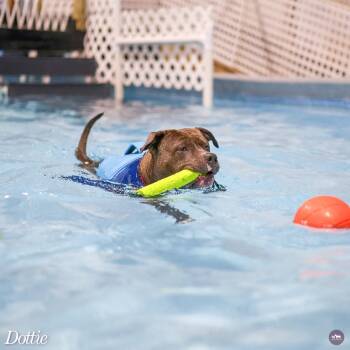 Pit Bull Terrier and Mastiff Dogs Available for Adoption in Hopkinton, Massachusetts - Dottie | PetCurious