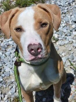 Spongebob -  Pit Bull Terrier and Mixed Breed Dog for Adoption in Atlanta, Georgia - Spongebob | PetCurious