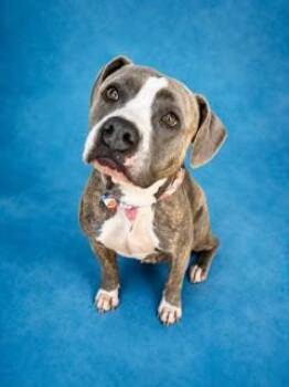 MYSTIQUE -  Mixed Breed Dog for Adoption in Jacksonville, Florida - MYSTIQUE | PetCurious