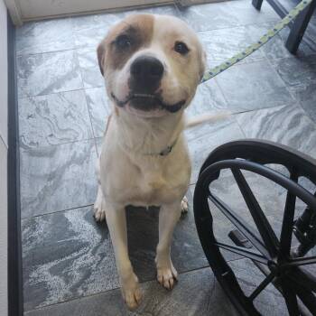 Tank -  Terrier Dog for Adoption in Clearwater, Florida - Tank | PetCurious