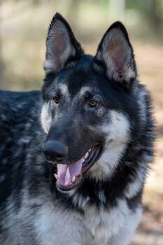 German Shepherd Dog Dogs Available for Adoption in Wayland, Massachusetts - Deke | PetCurious