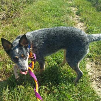 Olive -  Cattle Dog Dog for Adoption in Matteson, Illinois - Olive | PetCurious