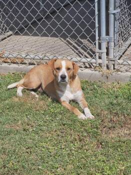 Henny -  Labrador Retriever and Mixed Breed Dog for Adoption in Zimmerman, Minnesota - Henny | PetCurious