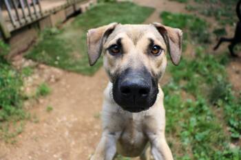 La-VIDA-Loca -  American Staffordshire Terrier and Black Mouth Cur Dog for Adoption in Houston, Texas - La-VIDA-Loca | PetCurious