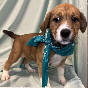 Mixed Breed Dogs Available for Adoption - Focaccia | PetCurious