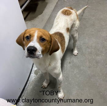 Rescue Terrier and Beagle Dogs for Adoption in Locust Grove, Georgia - Toby | PetCurious