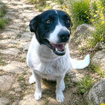 Labrador Retriever and Border Collie Dogs Available for Adoption in Boerne, Texas - Sinclair | PetCurious