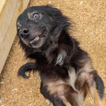 Pringle -  Mixed Breed Dog for Adoption in Bentonville, Arkansas - Pringle | PetCurious