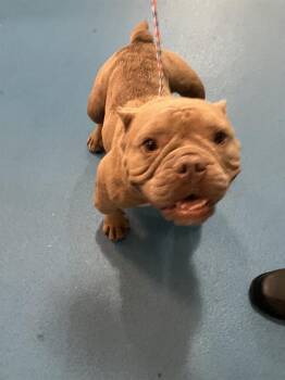 Mixed Breed Dogs Available for Adoption in Dallas, Texas - SHIRLEY | PetCurious