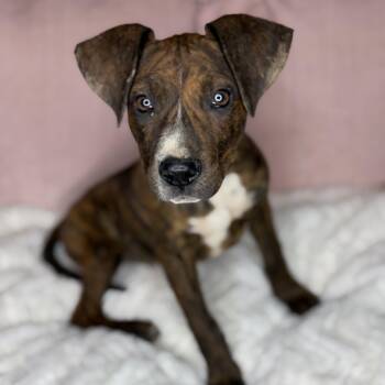 Plott Hound Dogs Available for Adoption in Atlanta, Texas - Jazzy | PetCurious