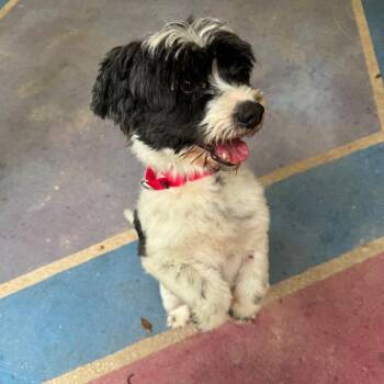 Bear -  Jack Russell Terrier and Mixed Breed Dog for Adoption in Titusville, Florida - Bear | PetCurious