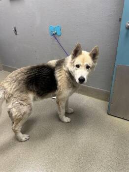 German Shepherd Dog Dogs Available for Adoption in Las Vegas, Nevada - ALDO | PetCurious