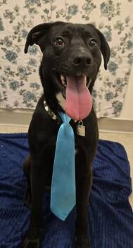 Rio -  Mixed Breed Dog for Adoption in Hamilton, Ohio - Rio | PetCurious