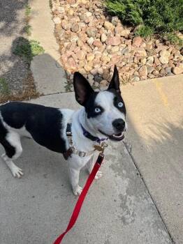Mariposa -  Mixed Breed Dog for Adoption in Fort Collins, Colorado - Mariposa | PetCurious