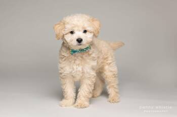 Poodle Dogs Available for Adoption - Barkley | PetCurious